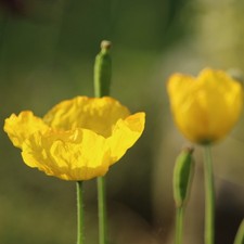 Welsh Poppy x3 - Bare Root