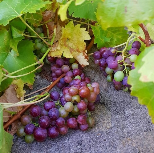 Grape vine plant - , rooted