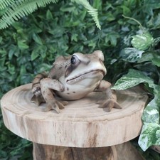 Vivid Arts Real Life Frog