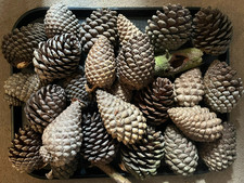 20 x Natural Pine Cones Craft