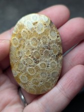 Natural coral fossil - coral,