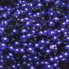 FLOWER LOBELIA TRAILING