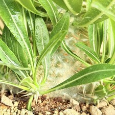 Pachypodium horombense, pot 12 cm (code N52)