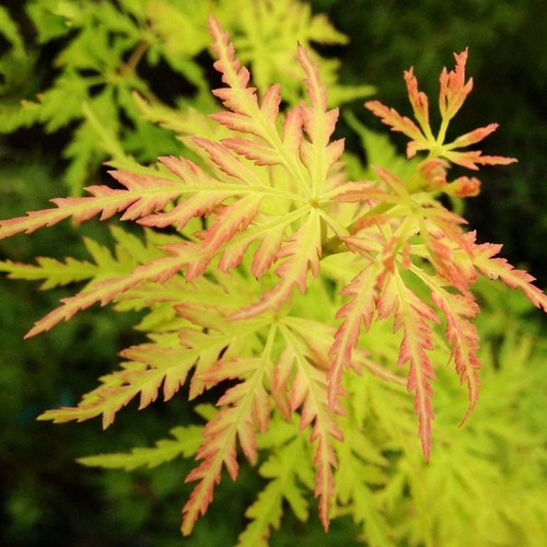 Acer palmatum seiryu - 'seiryu', |
