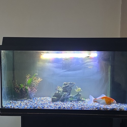Juwel glass fresh fish - fresh, tank