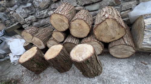 Tree stumps rustic stools - stumps,