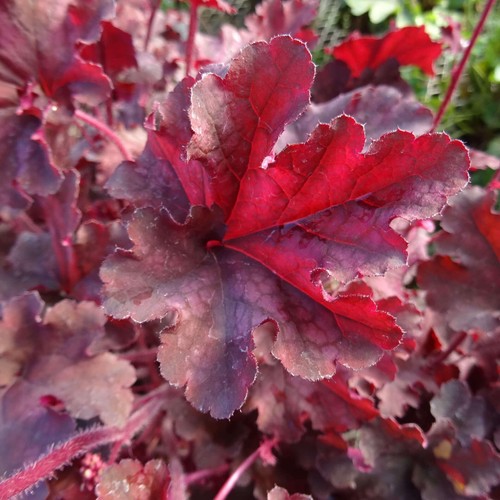 Heuchera melting fire - heuchera, ‘melting