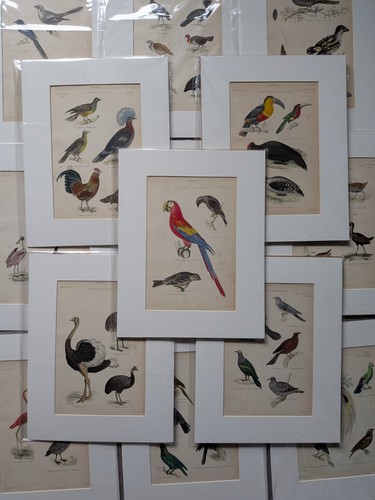 Victorian 1859 antique bird - victorian,