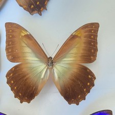 Morpho telemachus Insect