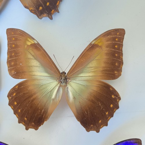 Morpho telemachus insect - morpho,