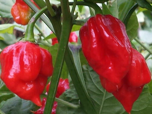 Trinidad scorpion red - trinidad,