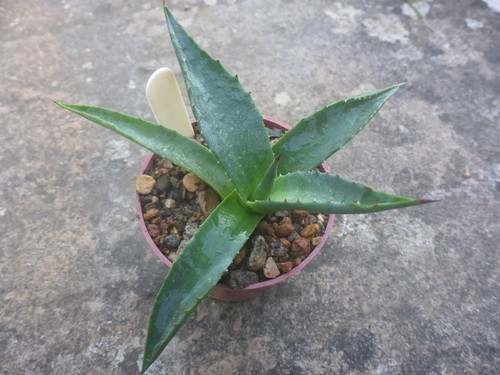 Agave utahensis kaibabensis - agave, v
