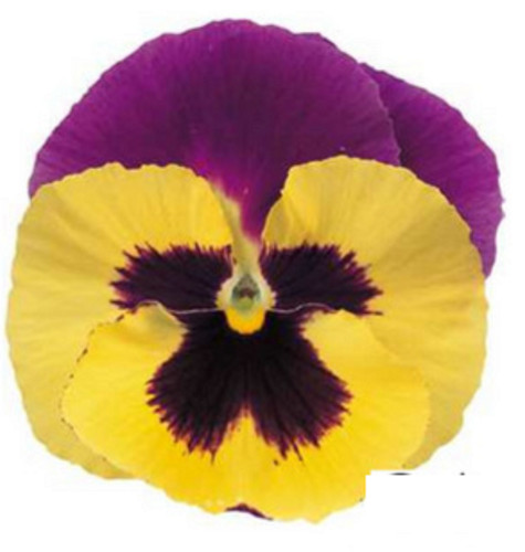 Winter flowering pansy - flowering,