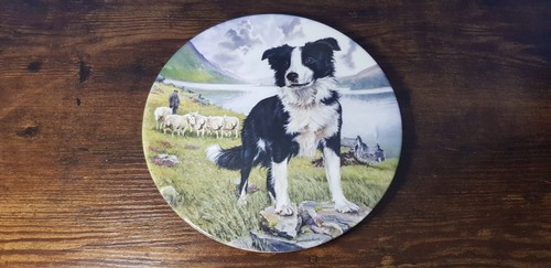 Border collie tyke man s - border,