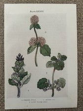 Antique Print Botanical 1912