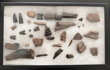 Lot of 35 Assorted Fossil