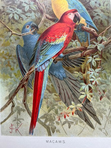 Antique chromolithograph - , of