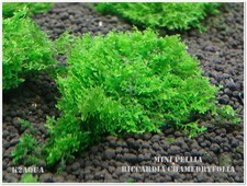 Mini Pelia Riccardia Chamedryfolia Coral Moss Live Aquarium Plants K2AQUA