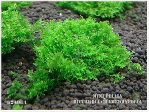 Mini pelia riccardia - mini,