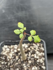 Rare Bursera Hindsiana Copal