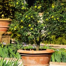 Mexican Key Lime Tree 3-4" -
