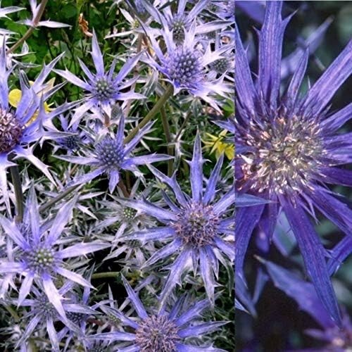 Eryngium picos amethyst - eryngium,
