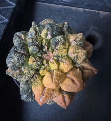 7cm rare plant - rare, ariocarpus