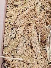 1.5 KG SPRAY MILLET FOR