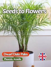DWARF DATE PALM - EXOTIC -