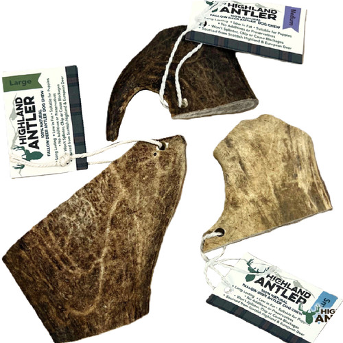 Deer antler fallow sml - deer,