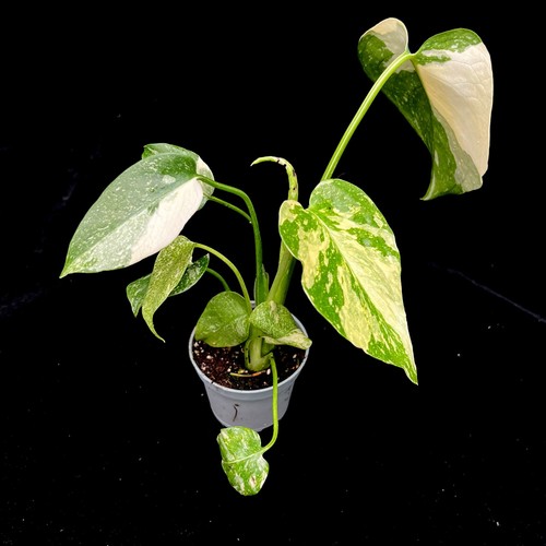 Monstera thai constellation - monstera,