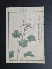 Antique 1890 Japanese woodblock print - Gynandropsis gynandra - Kono Bairei