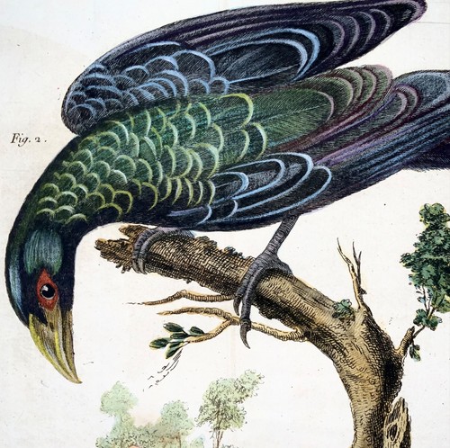 1760 billed ani - 1760, ani,