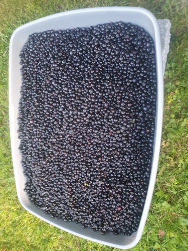 Fresh bilberries whinberries - fresh, bilberries/whinberries