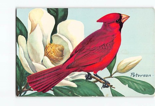 Postcard cardinal bird - postcard,