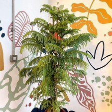 Araucaria heterophylla - Norfolk Island Pine - Unusual Potted Christmas Tree Opt