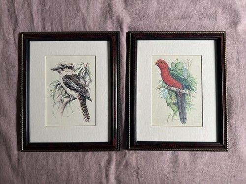 Framed bird prints - , parrot