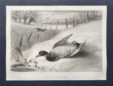 Antique 1840 print dead - antique,