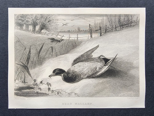 Antique 1840 print - antique,