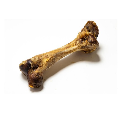 Jumbo ostrich bones 1pc - bones, &