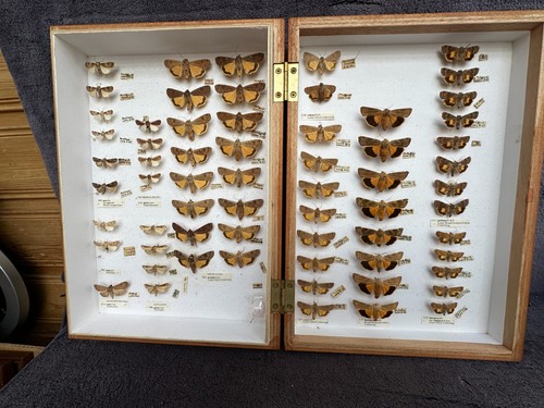 Store box british moths - box, of
