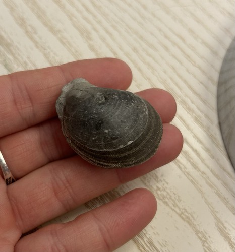 Fossil shell bivalve penarth - fossil,