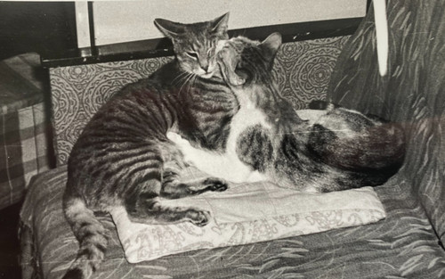 Snapshot beautiful cats - snapshot,