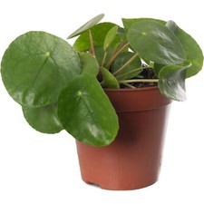 Money Plant Large Indoor House