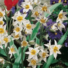 10x tarda specie tulips - specie, mixed