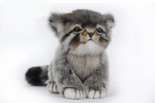 Pallas cat kitten 7299 - pallas,