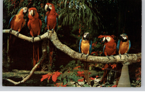 Parrot life colorful - parrot,