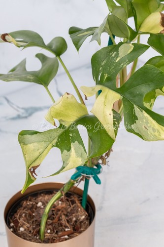 Variegated rhaphidophora - variegated,