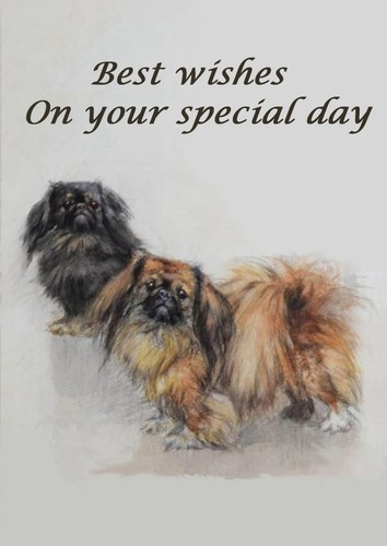 Pekingese dog birthday card - dog,