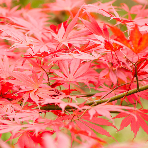Acer palmatum sumi nagashi - palmatum,
